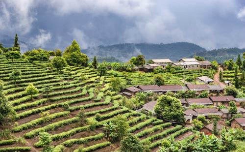 Forgotten Jewel Beyond the Four Large Tea Growing Areas Wuliang Mountain Tulin Brand Phoenix Tea
