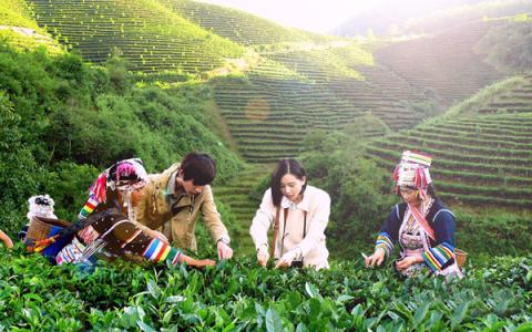 Jingmai Ancient Tea Forest Natural Museum of Thousand Year Tea Trees