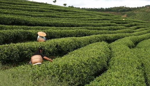 Lost Ancient Imperial Tea Garden - Kunlu Mountai