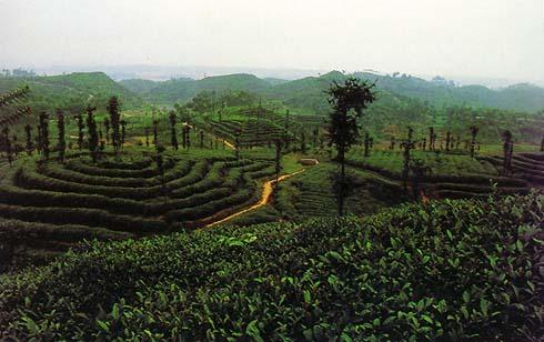 Magnificent Sky Over Guangbie Ole Town's Ancient Tea Gardens