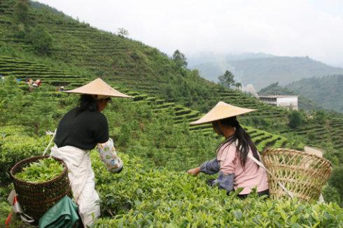 Observing Tea Garden Ecology Reflections On Modern Tea Development