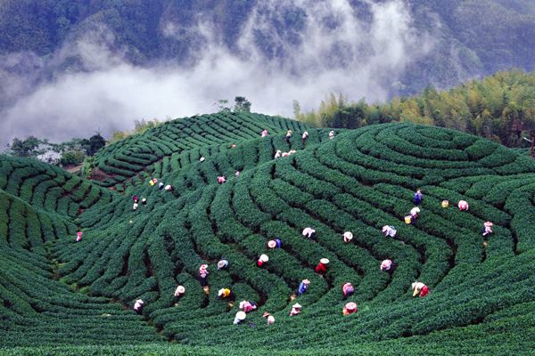 Taiwanese Tea Gardens and Plants