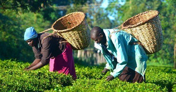 Tea In Kenya