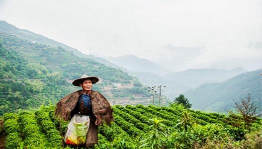 The Birthplace Of Puerh Tea The Less Travelled Roads Of Lincang