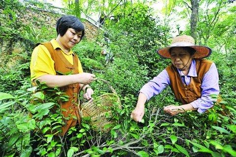 The History Of Lincang Tea Trees Upon The Hills