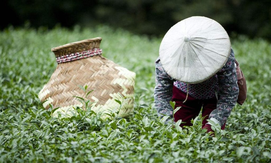 The Processing of Chinese Teas