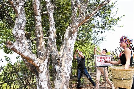 The Mother of All Teas The Fengqing Xiangzhuqing Ancient Tea Tree