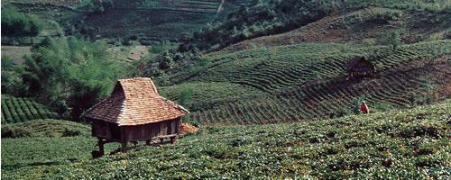 To protect the natural ecology, Lao Banzhang enacts price controls Lao Banzhang Tea becomes Gold