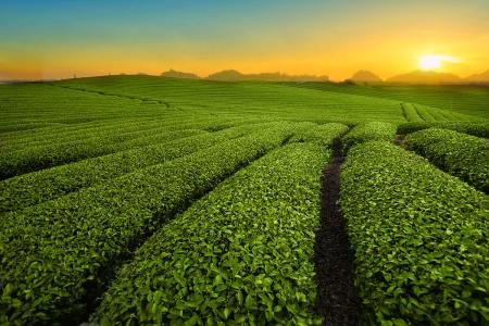 Vietnam Highlands, Tea & Travel By Jason Fasi