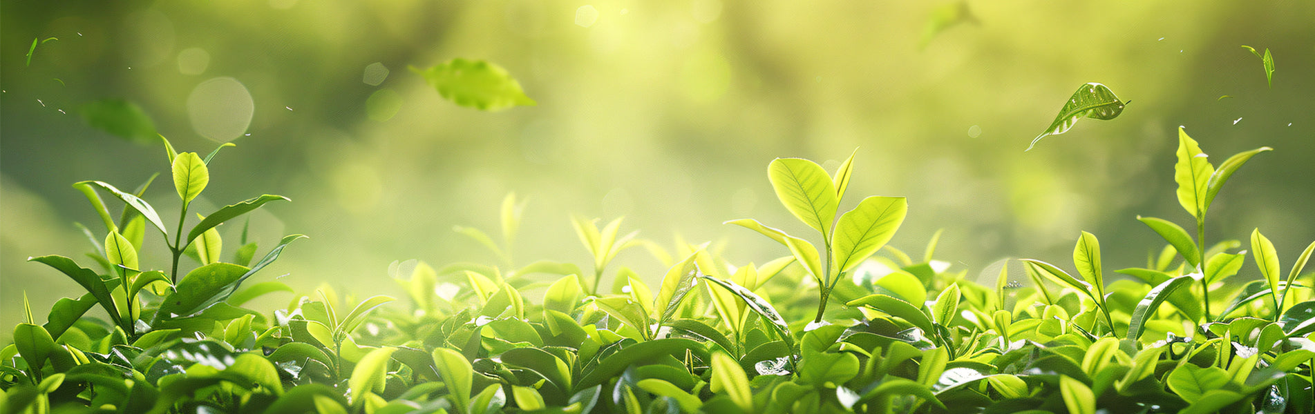 Tea Leaves, Loose Leaf Tea – Umi Tea Sets