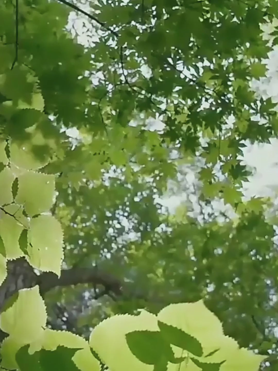 Maneki Neko Lucky Cat Travel Tea Set