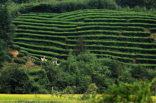 A Tea Making Record