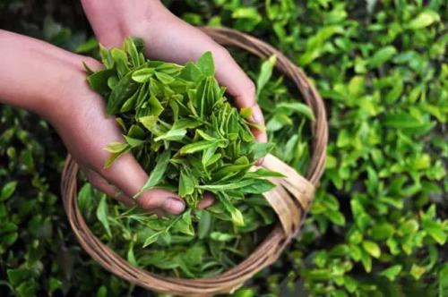 Appendix: Tea Picking In Mengku, Tea Making Experience