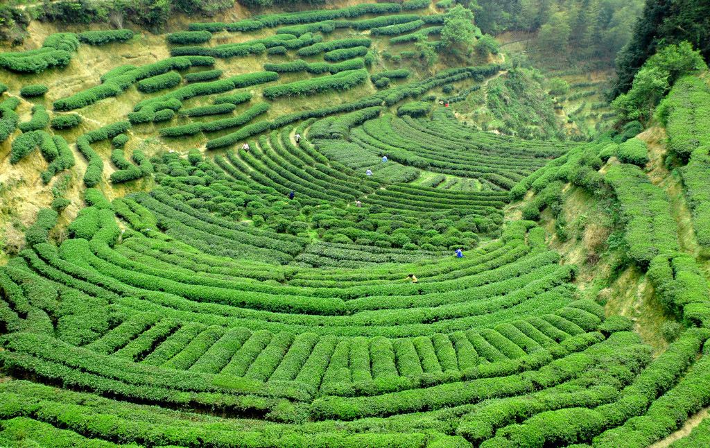Chinese Tea Gardens and Plants