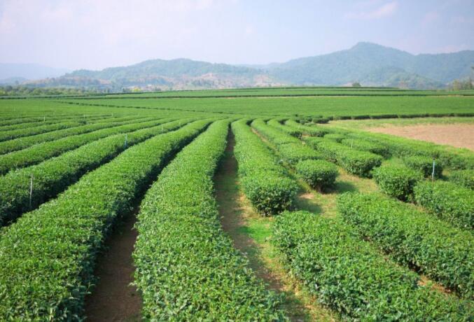 Full Tree Tea Comparing High Mountain Large Tree Teaand Plantation Bush Tea – Umi Tea ...