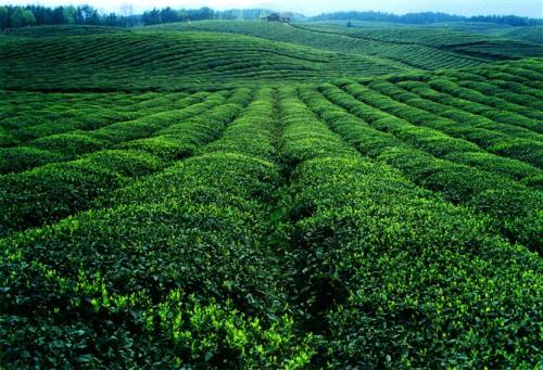 Dialogues For An Organic Future