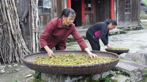 How Much Do You Know About Da Hong Pao?