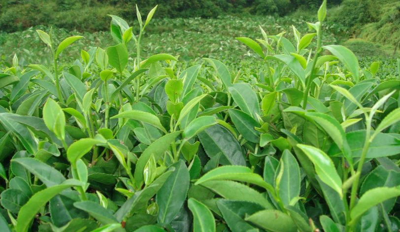 How the Tea Grows – Umi Tea Sets