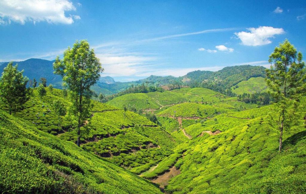 Indian Tea Gardens and Plants