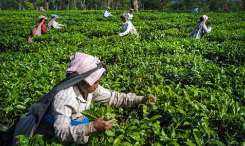 Nepal Fikkal Certified Organic Green Tea