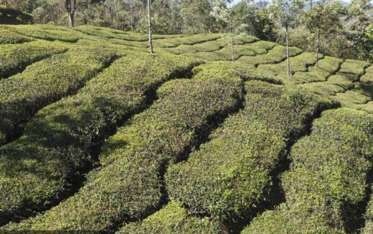 Processing Indian Black Teas