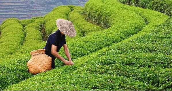 Round Up the Whole Gang of Tea Trees
