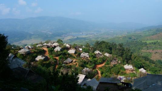 Searching for the flavor of large tree black tea Pasha Ancient Tea Mountain