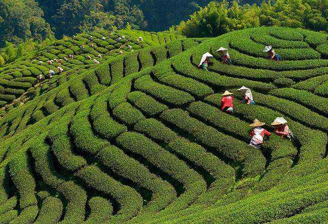 Taiwanese Tea Cultivars