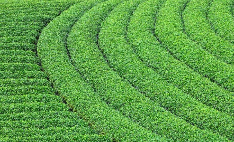 Tan Huong LT Green Tea