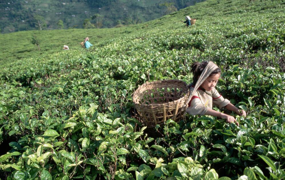 Tea History In Nepal