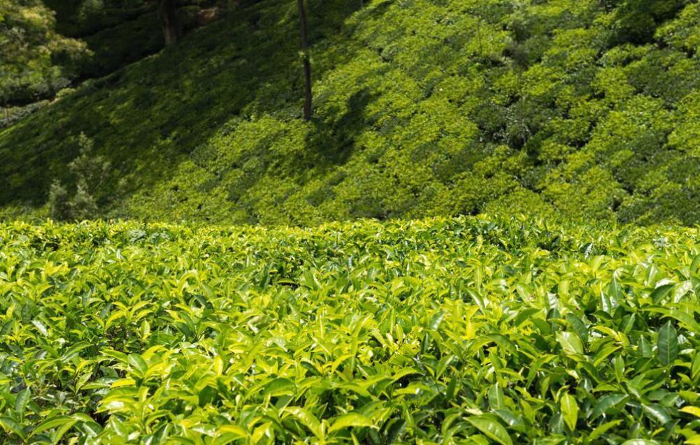 Tea History In Sri Lanka