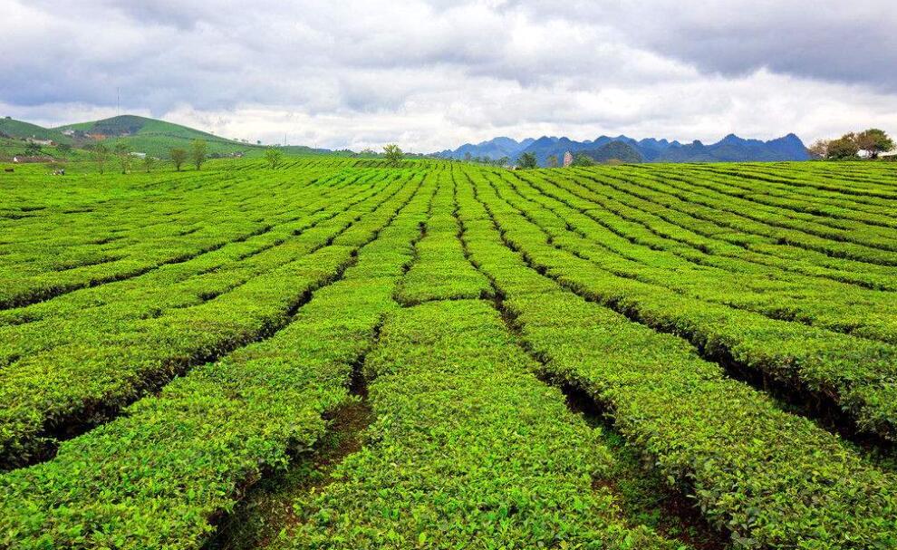 Tea History In Vietnam