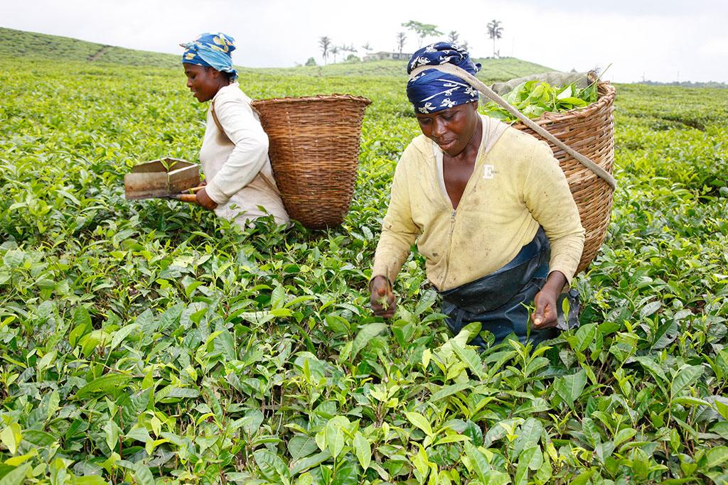 Tea In Cameroon – Umi Tea Sets