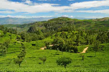 Tea In Sri Lanka