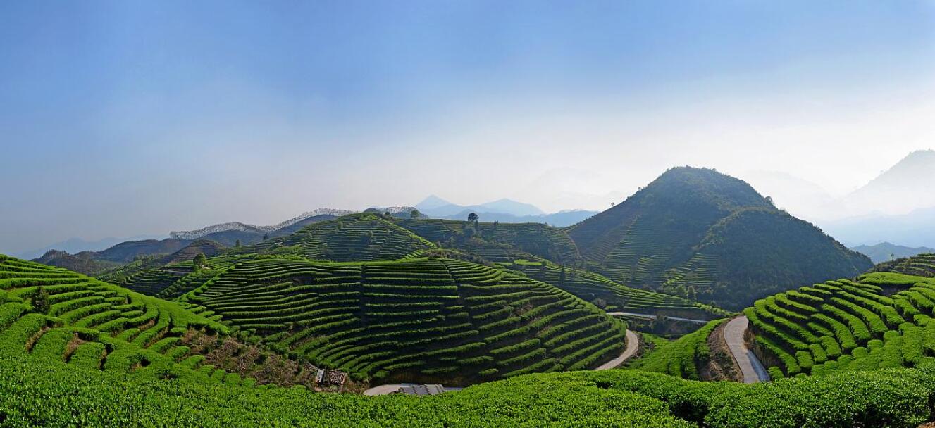 The Fine Plant of South China: The Rudiments of Tea