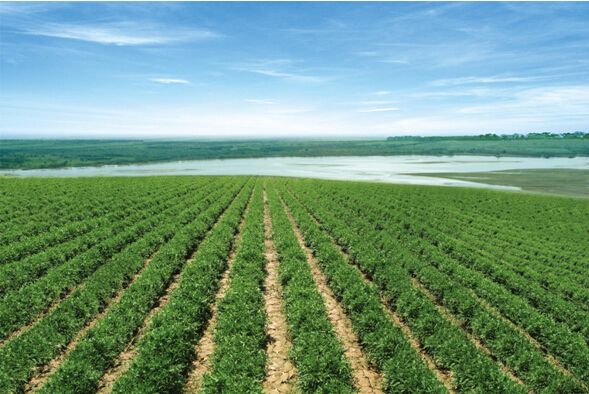 The Indian Tea Industry