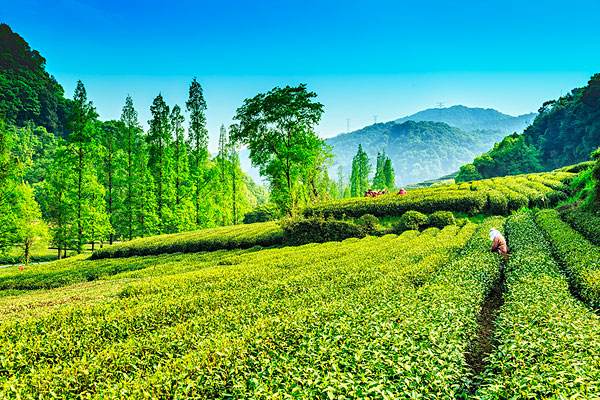 The Living Environment of Tea
